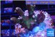 Acropora green & pink Indonesia 3-4 cm WYSIWYG acclimaté