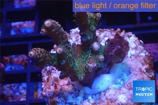 Acropora green & pink Indonesia 3-4 cm WYSIWYG acclimaté