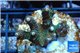 Acropora green & pink Indonesia 3-4 cm WYSIWYG acclimaté