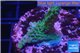 Acropora purple green 3-5 cm WYSIWYG acclimaté
