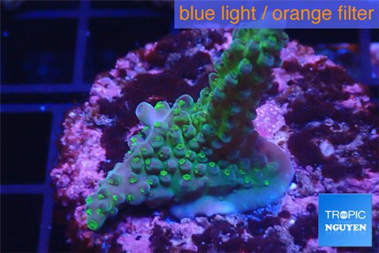 Acropora purple green 3-5 cm WYSIWYG acclimaté
