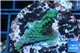 Acropora purple green 3-5 cm WYSIWYG acclimaté
