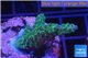 Acropora golden green purple Australia 3-5 cm WYSIWYG acclimaté
