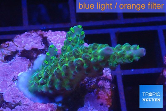 Acropora golden green purple Australia 3-5 cm WYSIWYG acclimaté