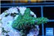 Acropora golden green purple Australia 3-5 cm WYSIWYG acclimaté