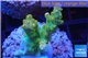 Acropora golden Indonesia 3-4 cm WYSIWYG acclimaté