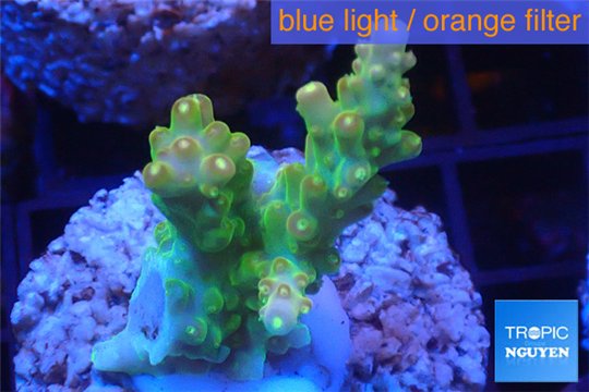 Acropora golden Indonesia 3-4 cm WYSIWYG acclimaté