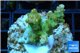 Acropora golden Indonesia 3-4 cm WYSIWYG acclimaté