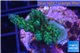 Acropora green blue Australia 3-4 cm WYSIWYG acclimaté