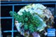 Acropora green blue Australia 3-4 cm WYSIWYG acclimaté
