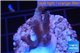 Acropora pink Indonesia 2-3 cm WYSIWYG acclimaté