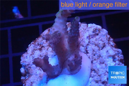 Acropora pink Indonesia 2-3 cm WYSIWYG acclimaté