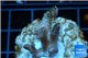 Acropora pink Indonesia 2-3 cm WYSIWYG acclimaté