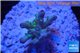 Acropora green purple yellow polyps Fijii 1-3 cm WYSIWYG acclimaté