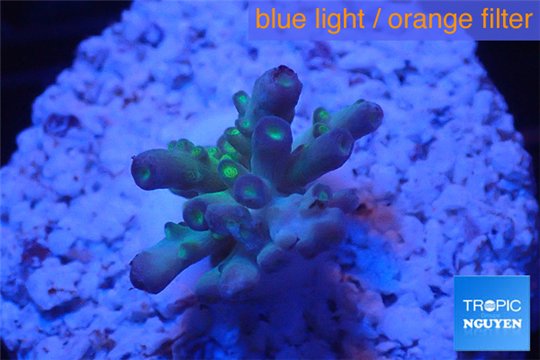 Acropora green purple yellow polyps Fijii 1-3 cm WYSIWYG acclimaté