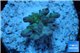 Acropora green purple yellow polyps Fijii 1-3 cm WYSIWYG acclimaté