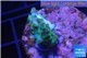 Acropora green purple Australia 2-3 cm WYSIWYG acclimaté