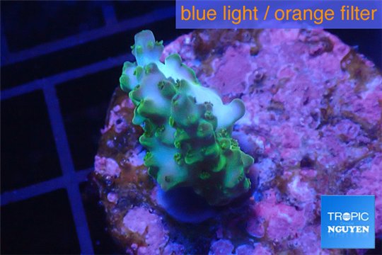 Acropora green purple Australia 2-3 cm WYSIWYG acclimaté