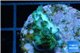 Acropora green purple Australia 2-3 cm WYSIWYG acclimaté