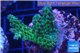 Acropora green purple Australia 3-4 cm WYSIWYG acclimaté