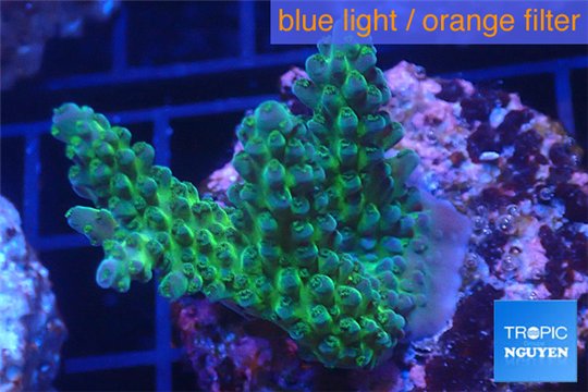 Acropora green purple Australia 3-4 cm WYSIWYG acclimaté