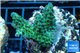 Acropora green purple Australia 3-4 cm WYSIWYG acclimaté