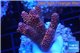Acropora millepora pink Indonesia 3-5 cm WYSIWYG acclimaté