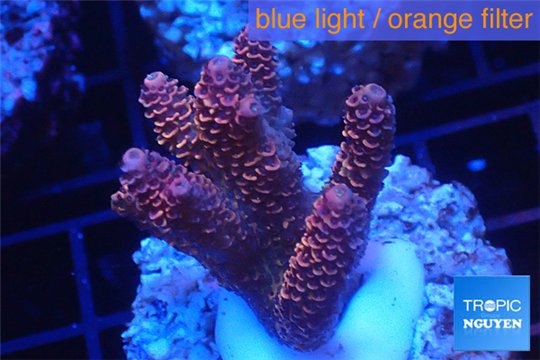 Acropora millepora pink Indonesia 3-5 cm WYSIWYG acclimaté