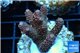 Acropora millepora pink Indonesia 3-5 cm WYSIWYG acclimaté