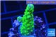 Acropora green purple tip & yellow polyps 2-3 cm WYSIWYG acclimaté
