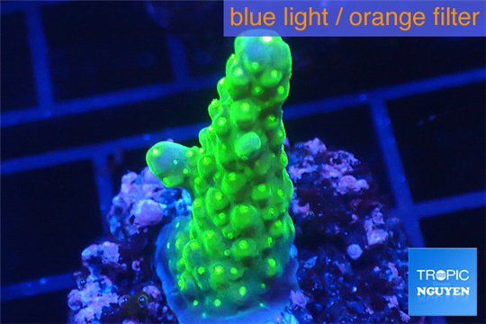 Acropora green purple tip & yellow polyps 2-3 cm WYSIWYG acclimaté