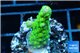Acropora green purple tip & yellow polyps 2-3 cm WYSIWYG acclimaté