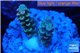 Acropora purple pink Indonesia 1-3 cm WYSIWYG acclimaté