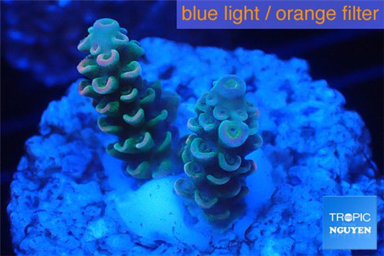 Acropora purple pink Indonesia 1-3 cm WYSIWYG acclimaté