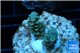 Acropora purple pink Indonesia 1-3 cm WYSIWYG acclimaté