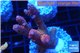 Acropora millepora pink Indonesia 4-5 cm WYSIWYG acclimaté