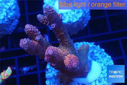 Acropora millepora pink Indonesia 4-5 cm WYSIWYG acclimaté