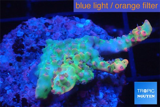 Acropora sunset pink toxic green polyps 3-4 cm WYSIWYG acclimaté