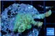 Acropora sunset pink toxic green polyps 3-4 cm WYSIWYG acclimaté