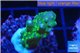 Acropora green purple tip & yellow polyps 2-3 cm WYSIWYG acclimaté