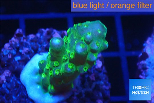 Acropora green purple tip & yellow polyps 2-3 cm WYSIWYG acclimaté
