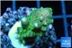 Acropora green purple tip & yellow polyps 2-3 cm WYSIWYG acclimaté