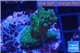 Acropora green blue Australia 2-4 cm WYSIWYG acclimaté