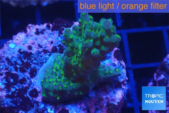 Acropora green blue Australia 2-4 cm WYSIWYG acclimaté