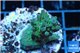 Acropora green blue Australia 2-4 cm WYSIWYG acclimaté