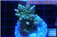 Acropora golden blue Indonesia 3-5 cm WYSIWYG acclimaté