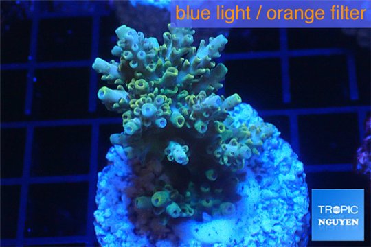 Acropora golden blue Indonesia 3-5 cm WYSIWYG acclimaté