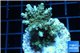 Acropora golden blue Indonesia 3-5 cm WYSIWYG acclimaté
