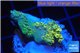 Acropora pikachu Indonesia 2-4 cm WYSIWYG acclimaté