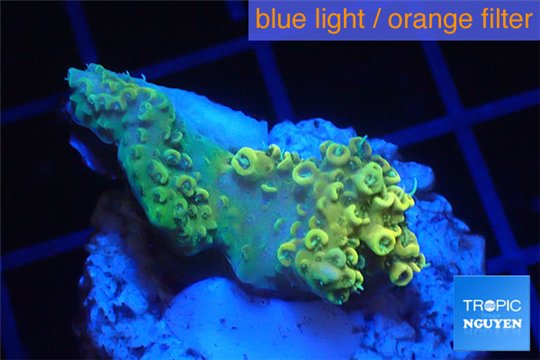 Acropora pikachu Indonesia 2-4 cm WYSIWYG acclimaté